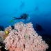 coral_soft_pc_v_0705_png1924.jpg